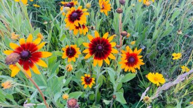 Daaji not coming to America Seems like Heartfulness bait & switch/The Journey 61