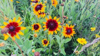 New Heartfulness Organization mantra $uck worse today than you did yesterday The Journey part 59