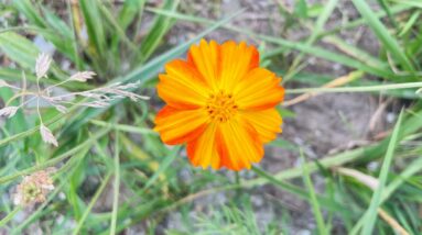 Has Daaji Ruined Heartfulness Org & Scrubbed Chariji from the Mission? The Journey 70