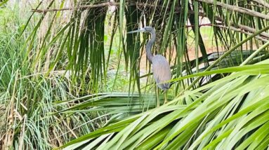 It's funny the Heartfulness people got so upset at my Videos that they didn't understand or watch