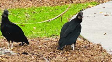 Taking My channel & Life Back privatizing all Heartfulness Videos