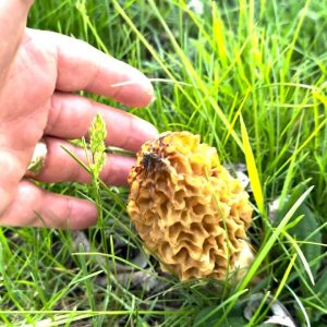 Morel Mushrooms in our yard this year