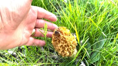 Morel Mushrooms in our yard this year