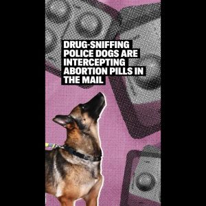 Drug-Sniffing Police Dogs Are Intercepting Abortion Pills in the Mail