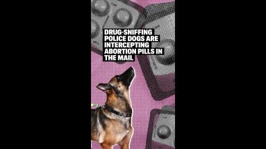 Drug-Sniffing Police Dogs Are Intercepting Abortion Pills in the Mail