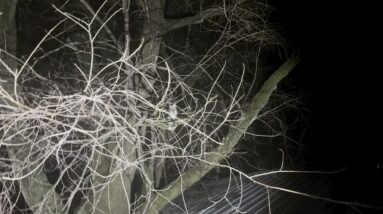 My owl story+ Plane crashes & Drones & Hackers oh my + Cash Patel & More