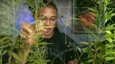 More Evidence that the Controllers want only Dumb People