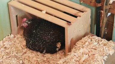 Helping our Broody Hen raise Chicks & Life lessons